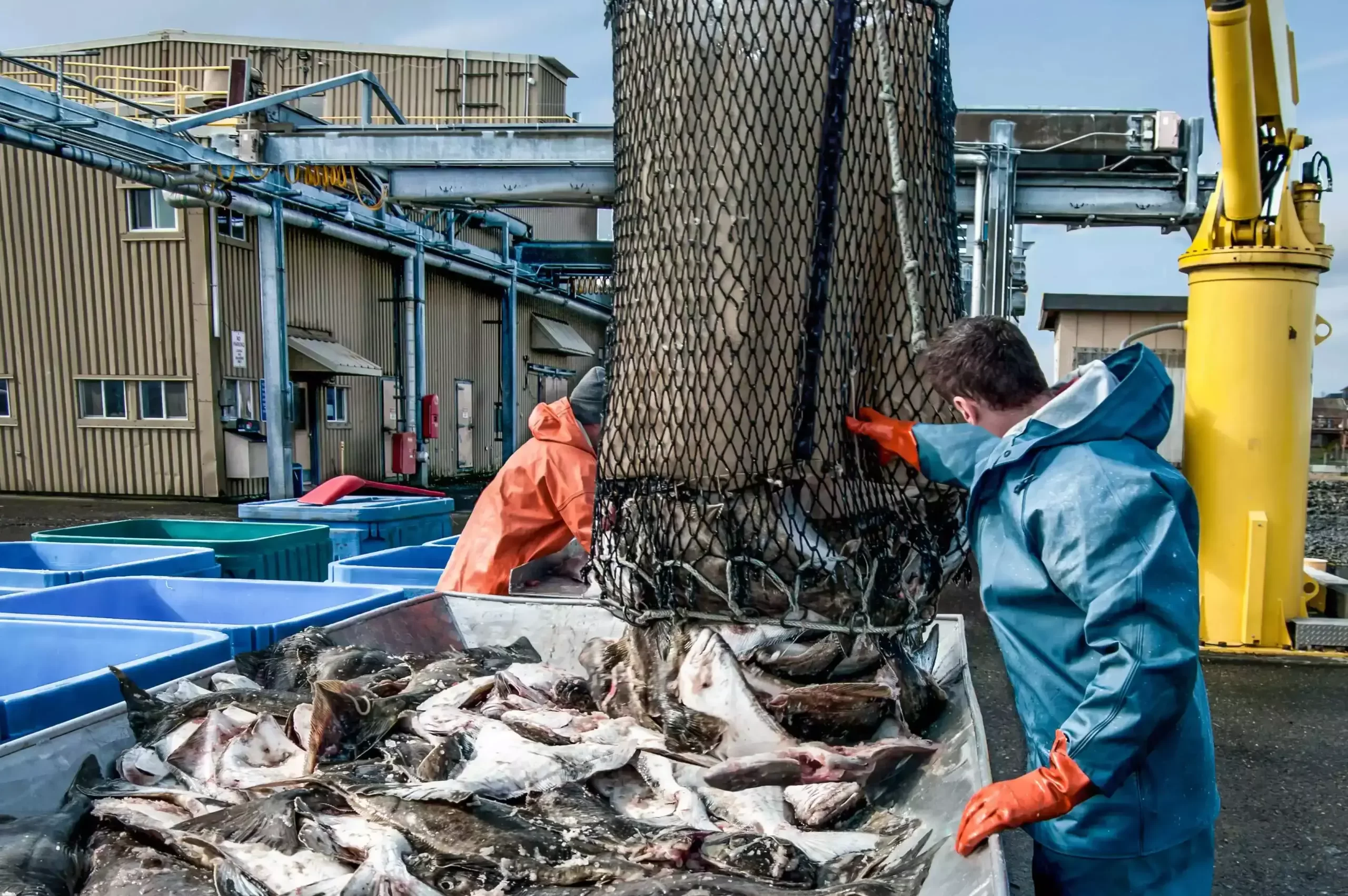 Seafood harvest